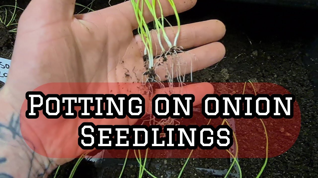 potting on onion seedlings, Kelsae, Ailsae and Ailsa craig #growyourown