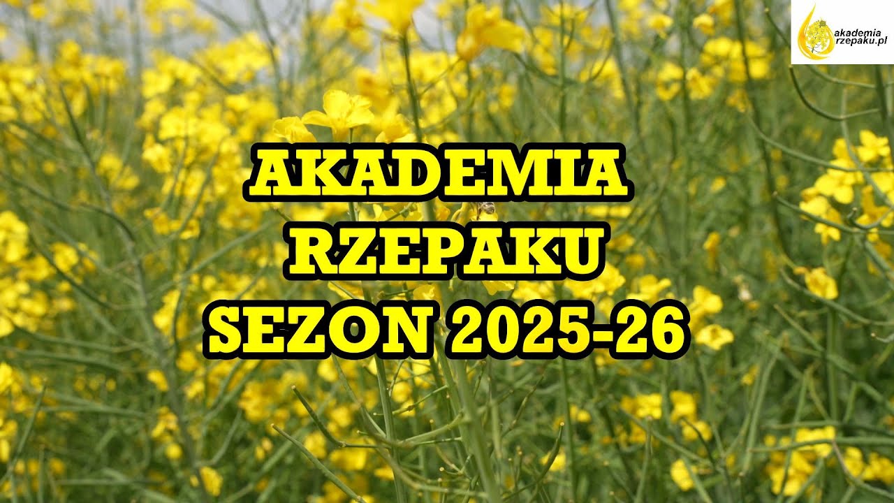 Rzepak ozimy siany 26 sierpnia 2025 r. – aktualny stan plantacji i rekomendacje ochrony chemicznej