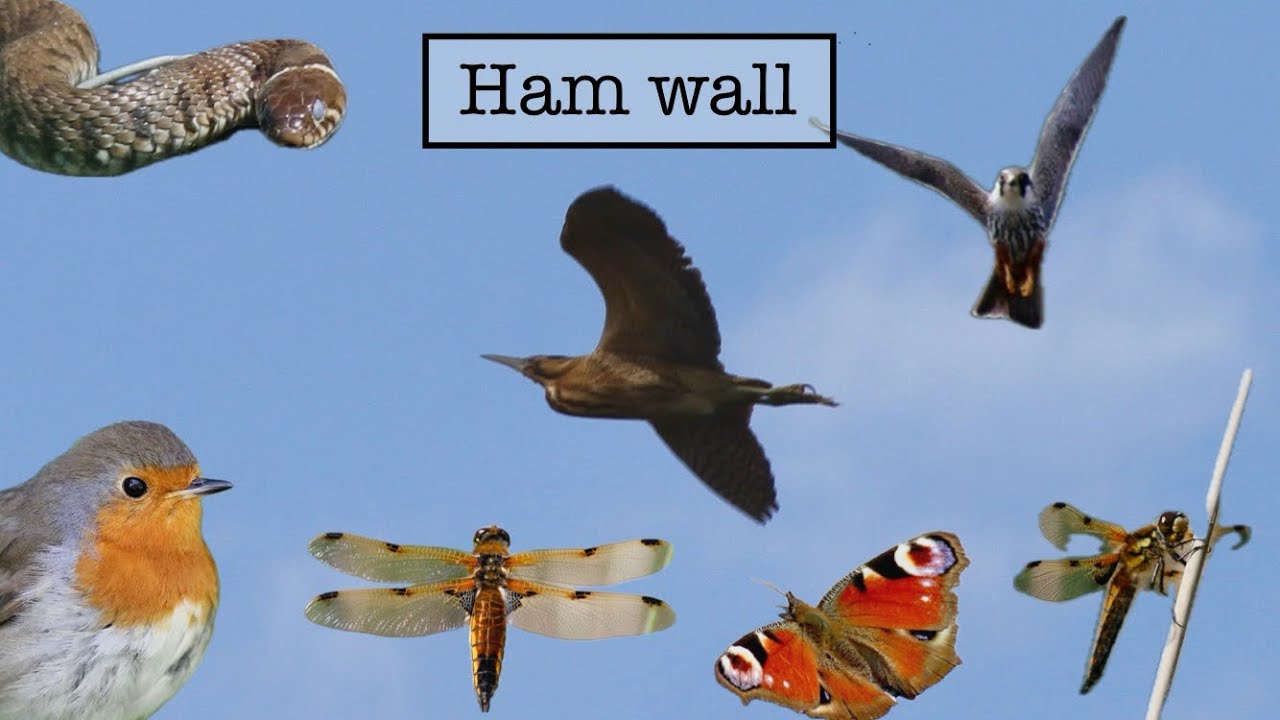 Dragons and Bitterns, Ham wall trip!