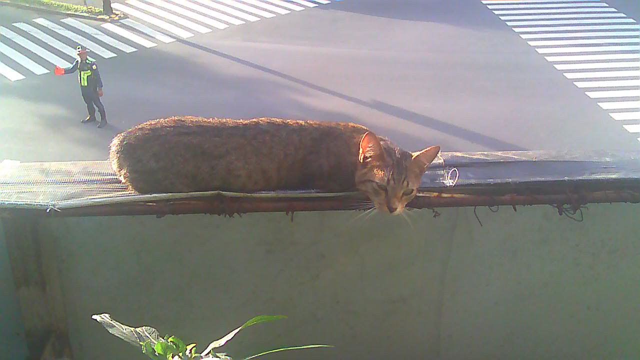 Friday Walks & Cat Cameos