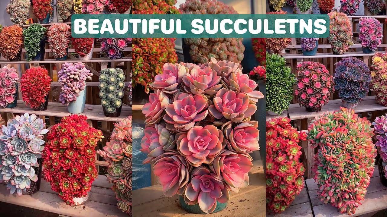 Beautiful Succulent Ideas | Ý tưởng trang trí sen đá tuyệt đẹp | 多肉植物| 다육이들 | Suculentas