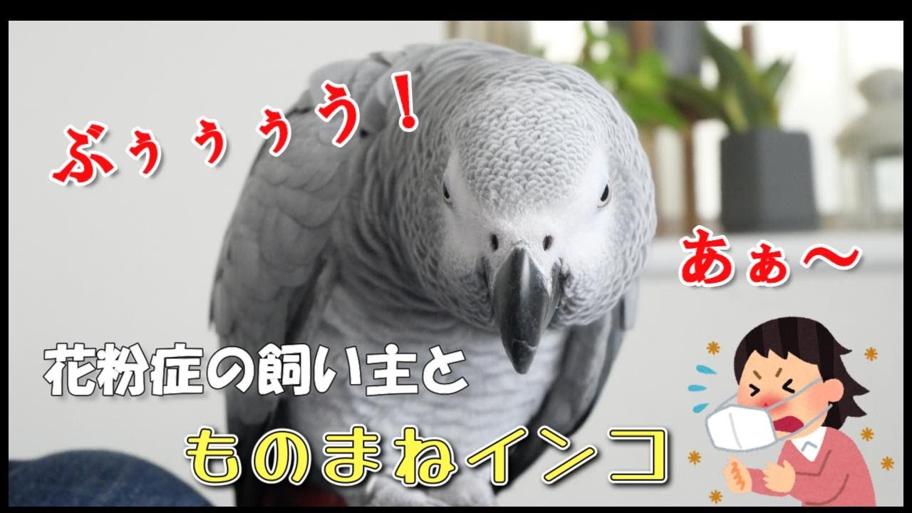 【花粉症】鼻がムズムズ花粉症の飼い主の横で、豪快なモノマネをするインコが面白過ぎる！！