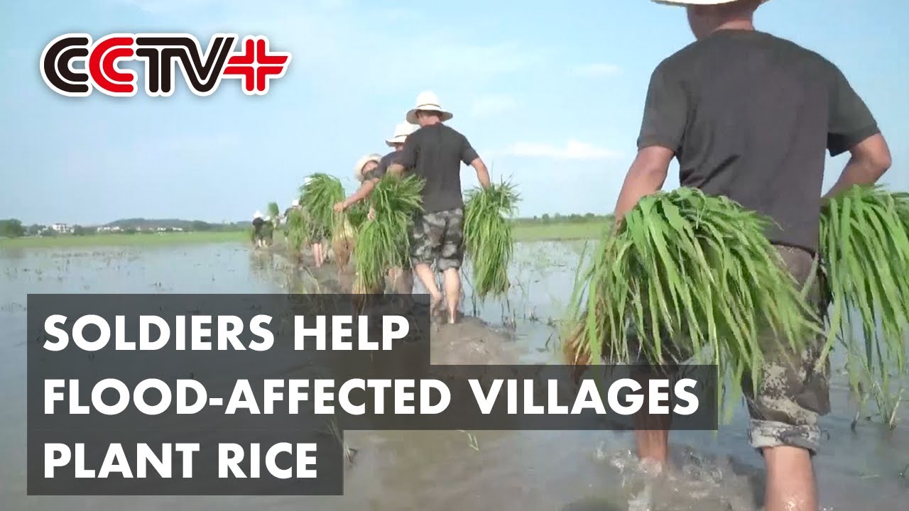Soldiers Help Flood-affected Villages Plant Late Rice in East China