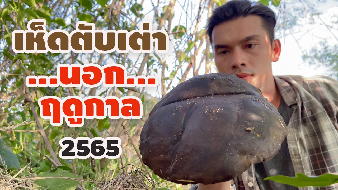 เห็ดตับเต่านอกฤดูจากเถาวัลย์และไม้ยืนต้น