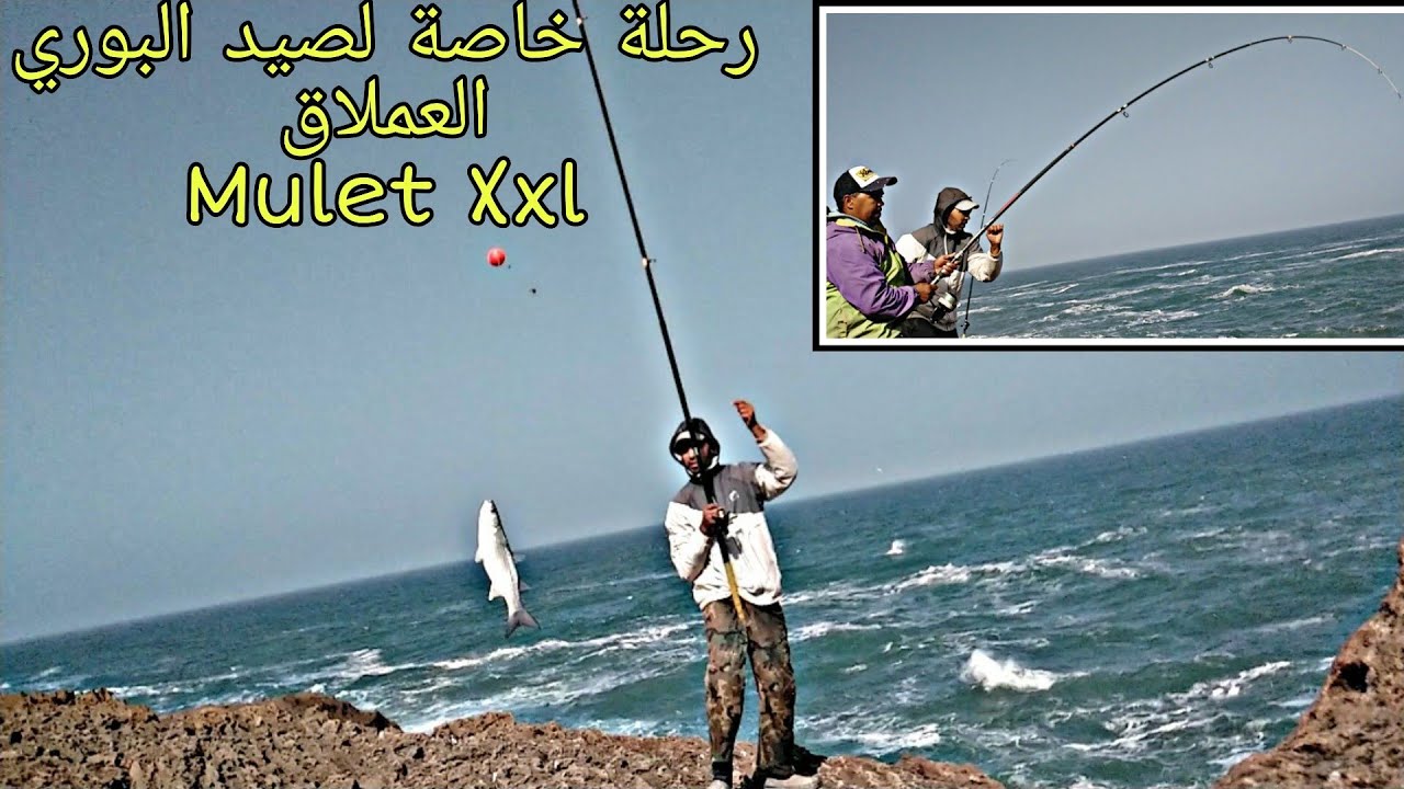 رحلة خاصة لصيد البوري العملاق. Mulet xxl