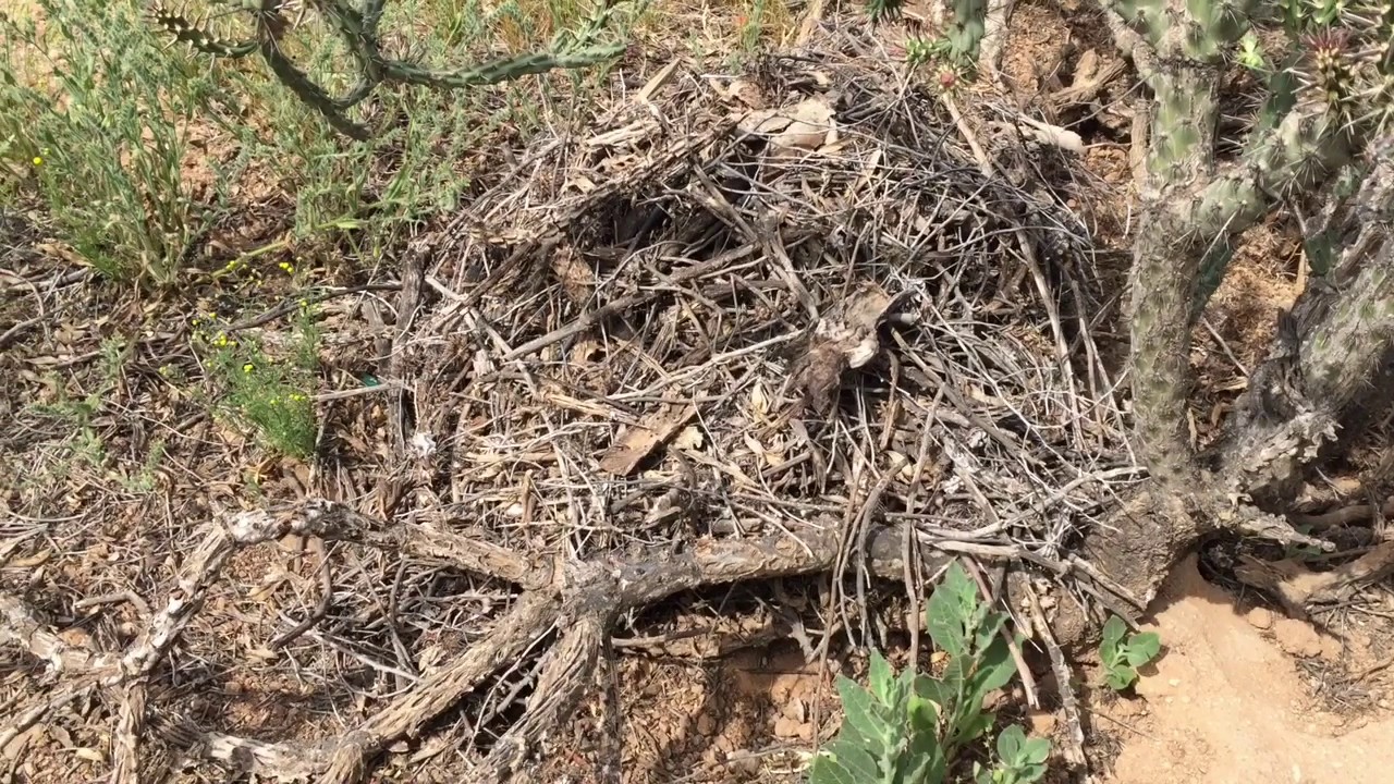 Arizona Packrats