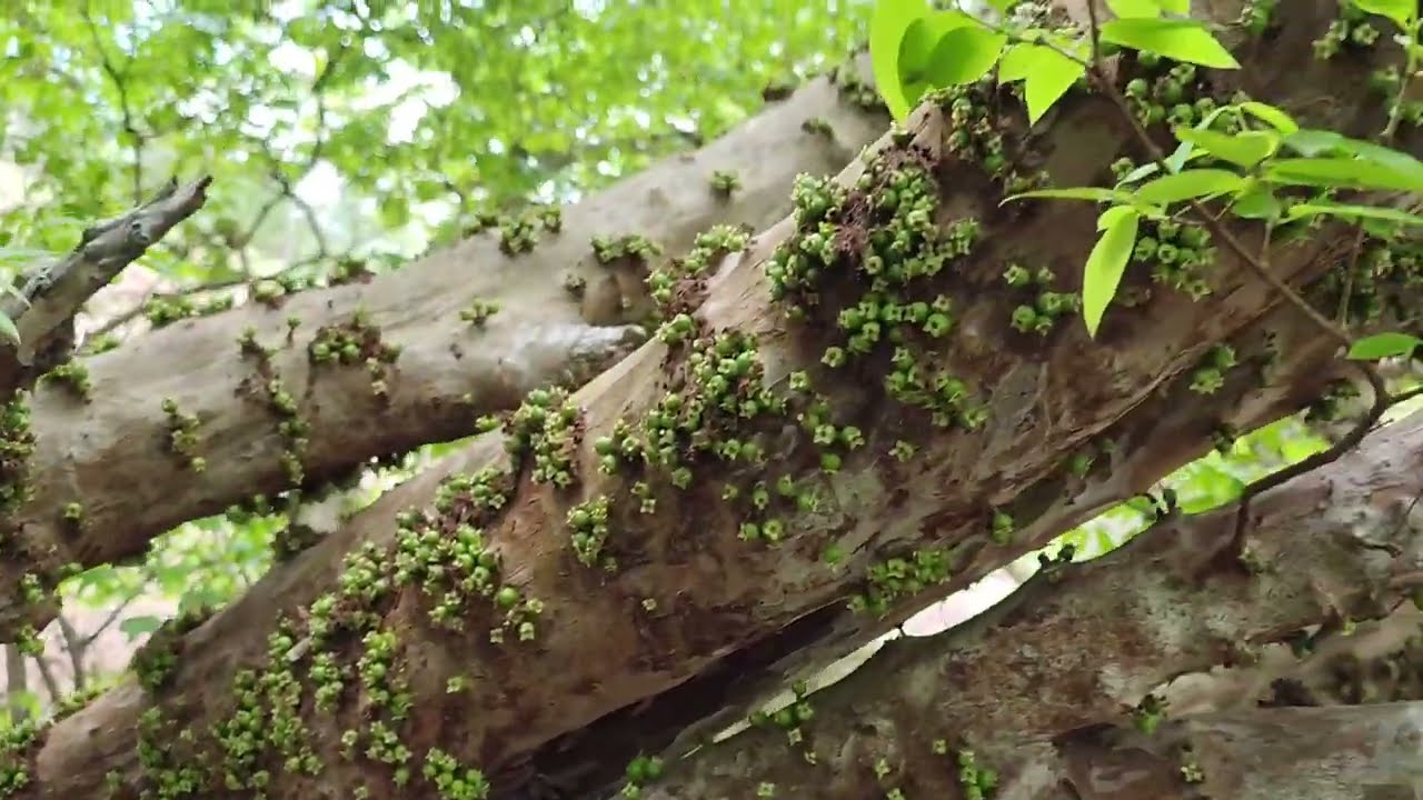 SAFRA DE JABUTICABA ESSA ANO VAI BOMBAR 
