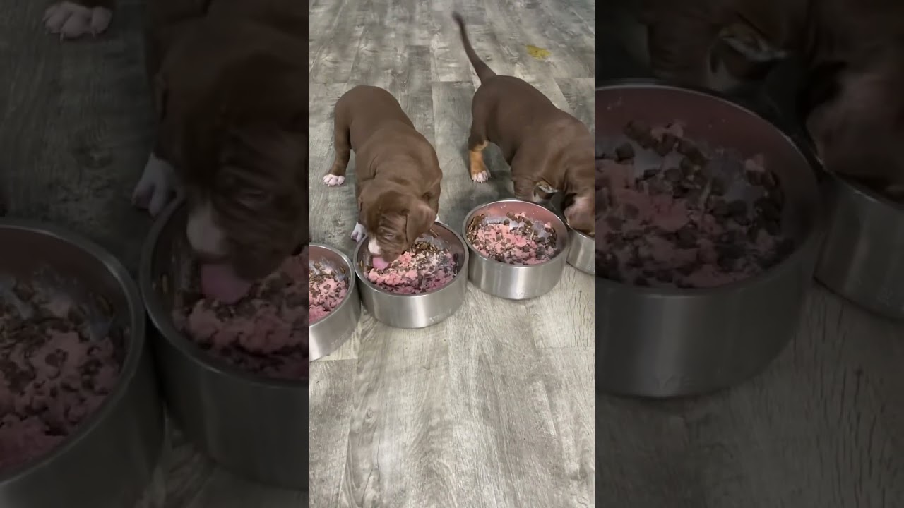 🔥 How to feed raw meat to a puppy! #rawfeeding #rawdiet #rawfoods #puppy #dogfood #burrnationk9s