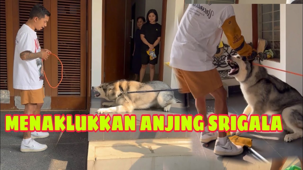 ANJING SRIGALA G1G1T PEMILIKNYA ‼️ MENJADI GALAK KETIKA PULANG GROOMING DARI PETSHOP