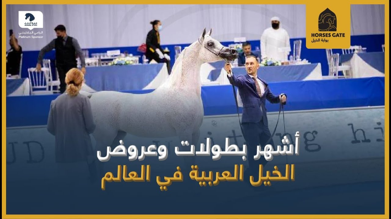 من أشهر بطولات وعروض الخيل العربية في العالم 2022
