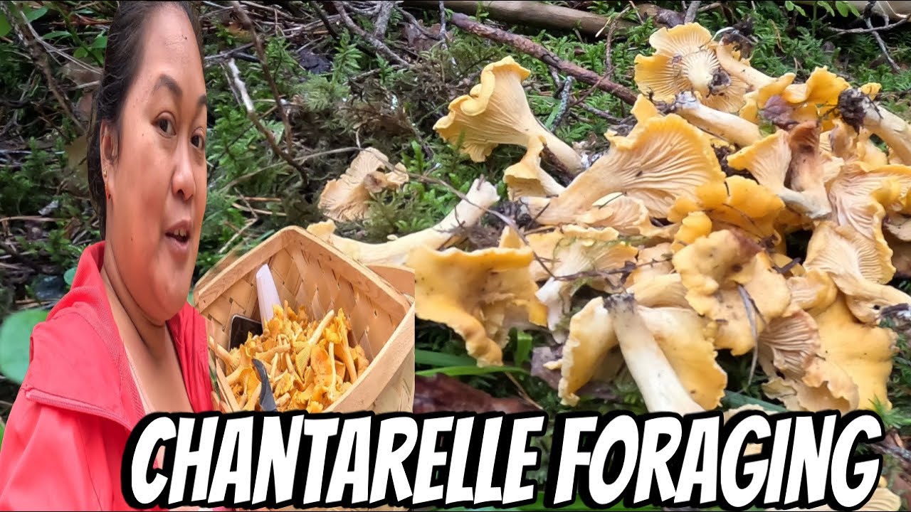FORAGING CHANTARELLES | THE LINDEMANS
