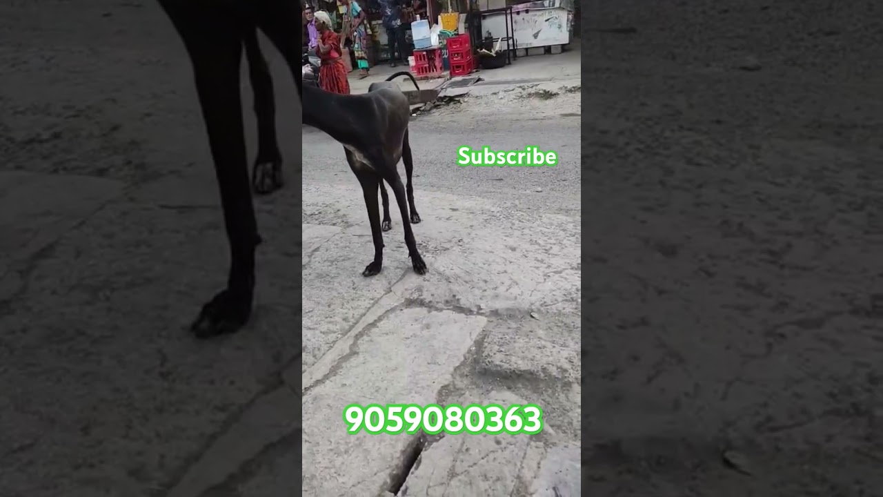 top quality mudhol hound dog Stud service available in guntur 