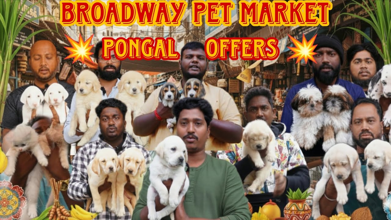 🔥 Chennai Broadway Pet Market Pongal Offers😱 2026 | 🐾 Puppies, Kittens & Exotic Pets ✨