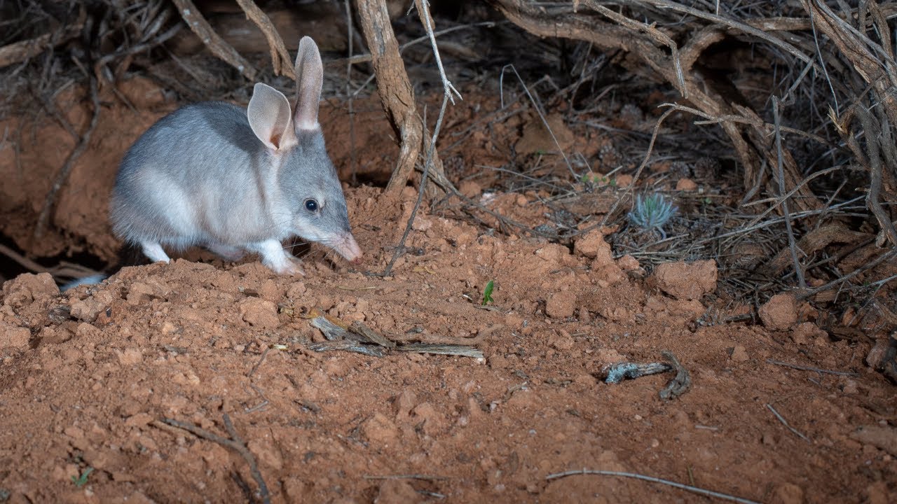 Bilbies born at Mallee Cliffs National Park