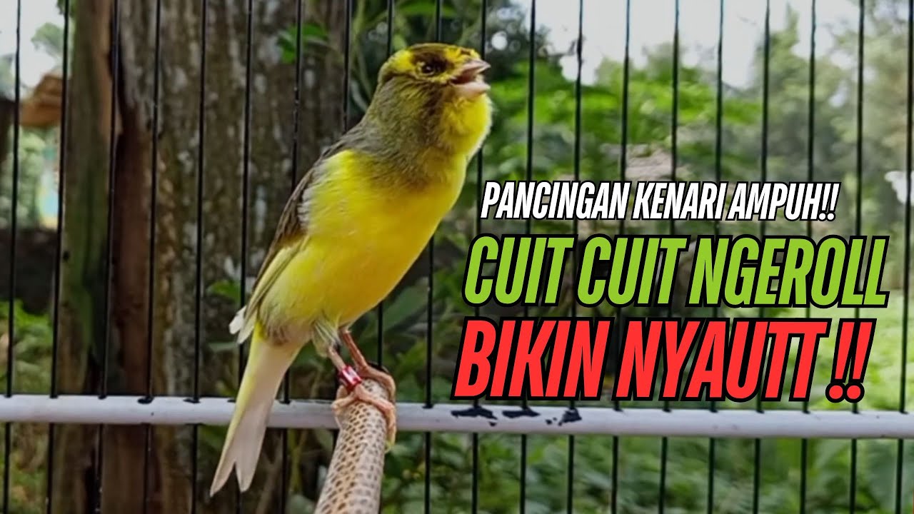 SUARA Kenari GACOR PANJANG Pancingan & masteran Kenari Paud AGAR gacor AMPUH Kenari MACET bunyii