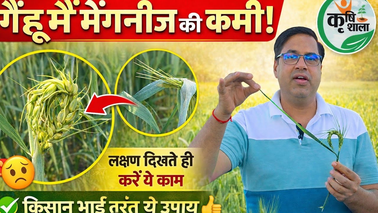 गेंहू मे फ्लैग लीफ का लिपटे रहना व बाली मुड़ने का कारण व उपाय MN कि कमी से होता है भारी नुकशान #wheat