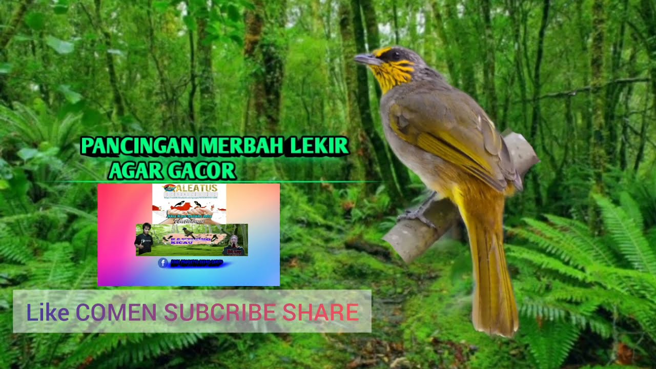 PANCINGAN MERBAH LEKIR AGAR GACOR