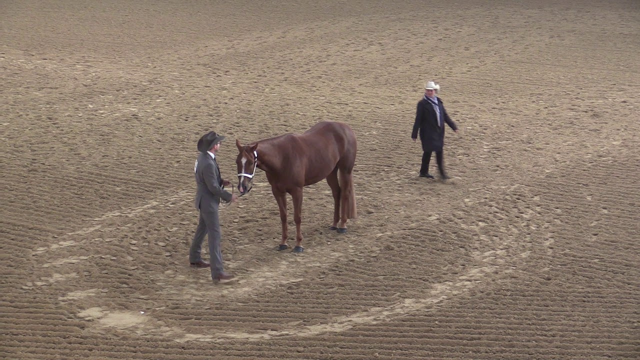 German Open 2019 Vorlauf Showmanship at Halter CL Undressed