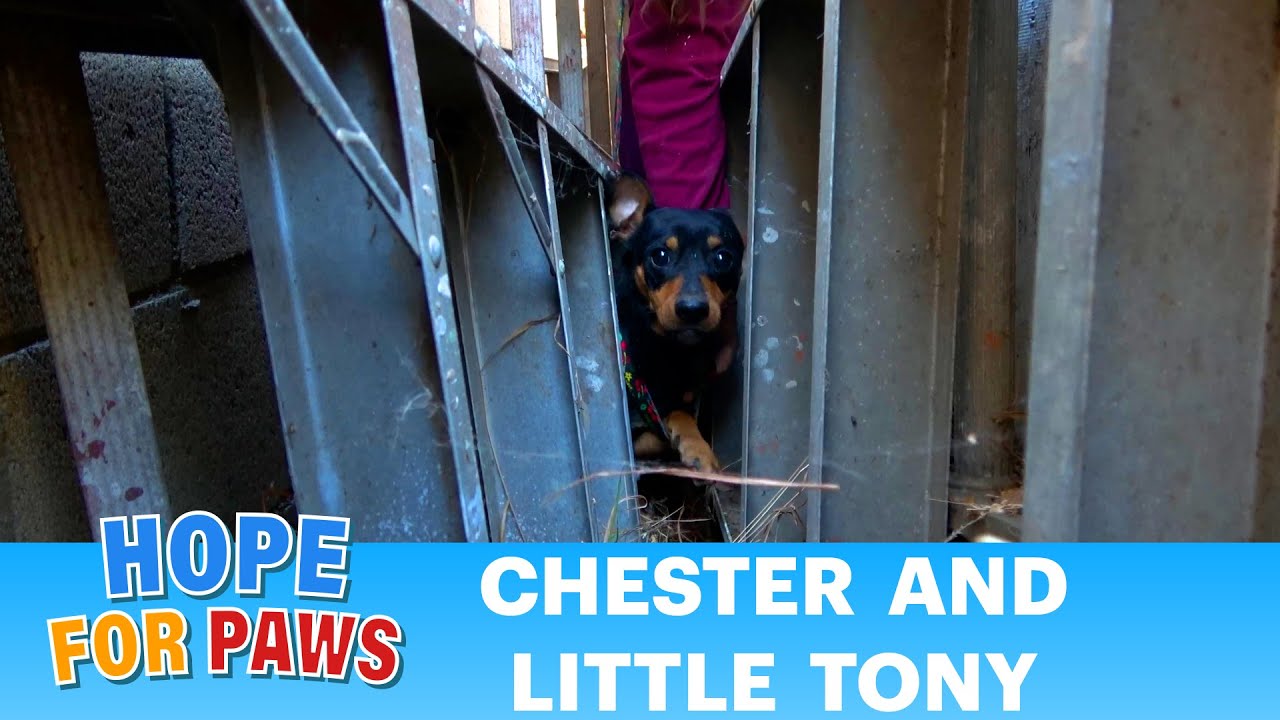 Two abandoned dogs in two different locations become good friends after their rescue 🤗🤗 #dogs