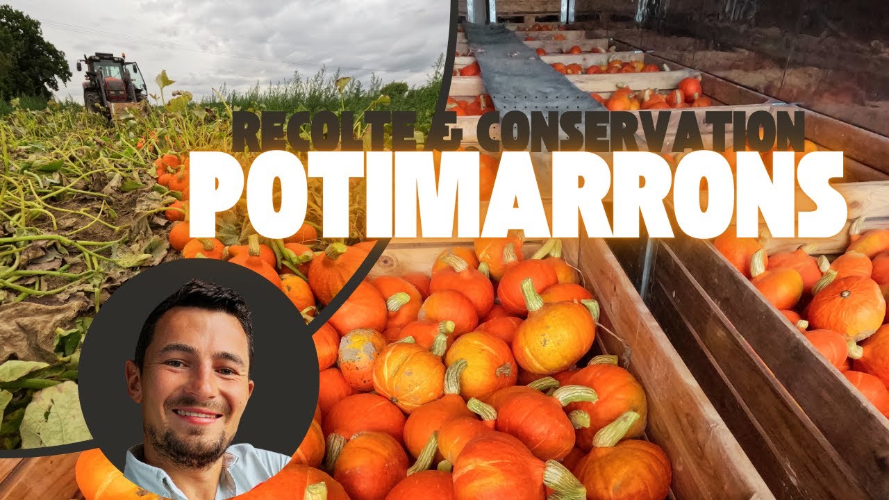 Le potimarron, quand récolter ? Comment conserver ?