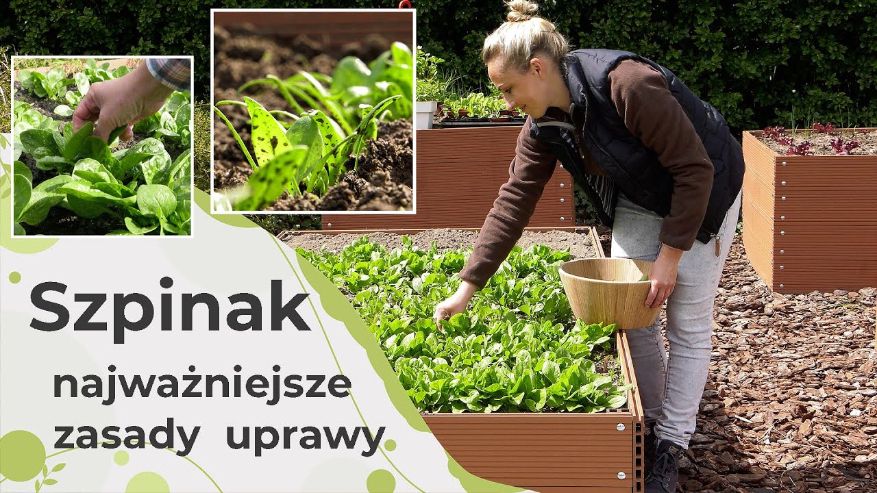 Szpinak - najważniejsze zasady uprawy. Jak uprawiać szpinak i zbierać obfite plony?