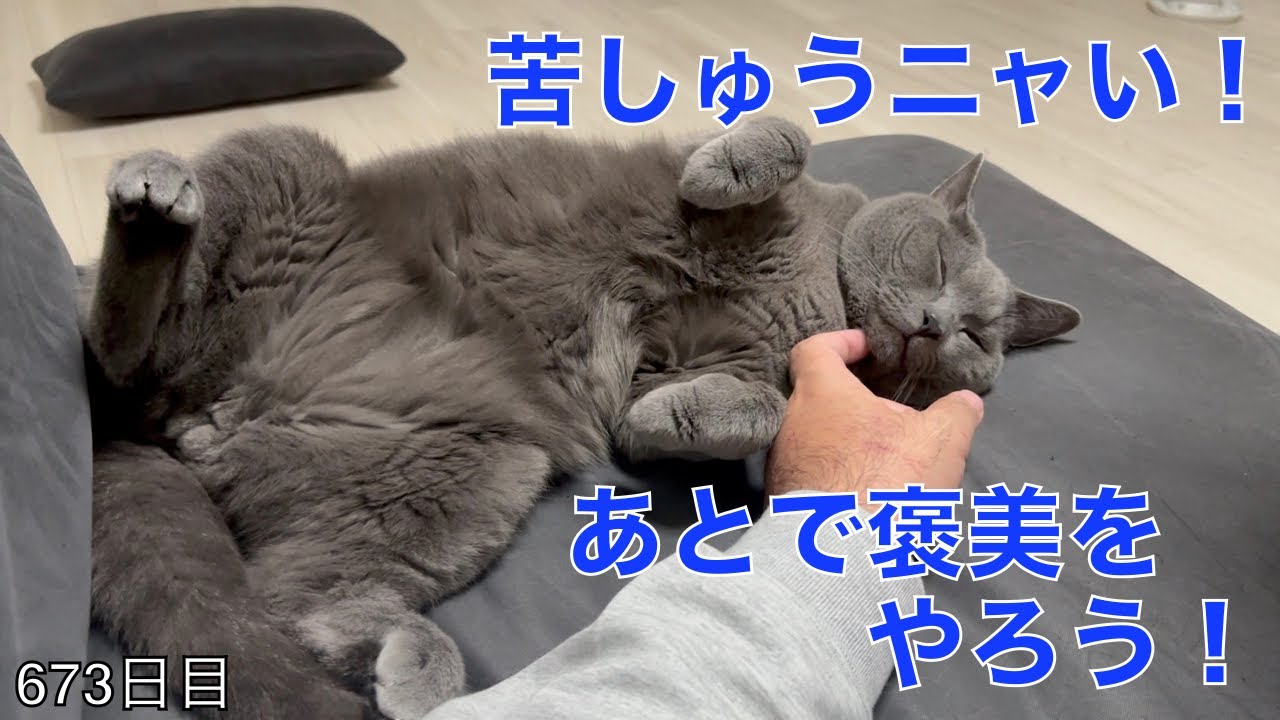 【スコ猫トト君】顎こちょこちょのお礼を要求したらどんでもない仕打ちをされました•••