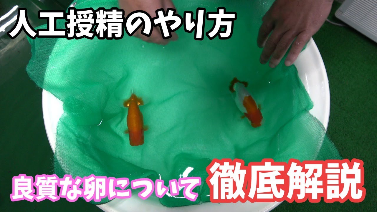 人工授精のやり方と受精しない卵の様子を紹介します！