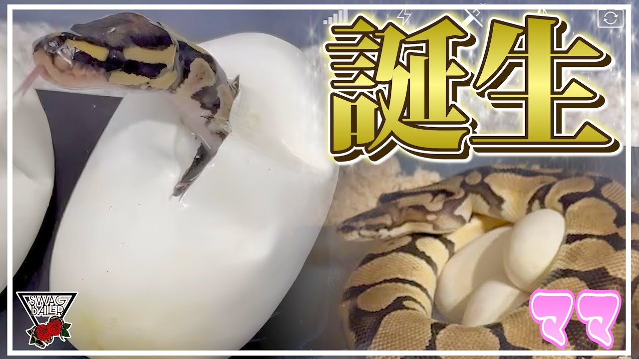 ボールパイソンの採卵から誕生まで!!卵の管理や有精卵の確認方法も#爬虫類　#浜松市　#蛇　#飼育　#エッグカット　#ブリード