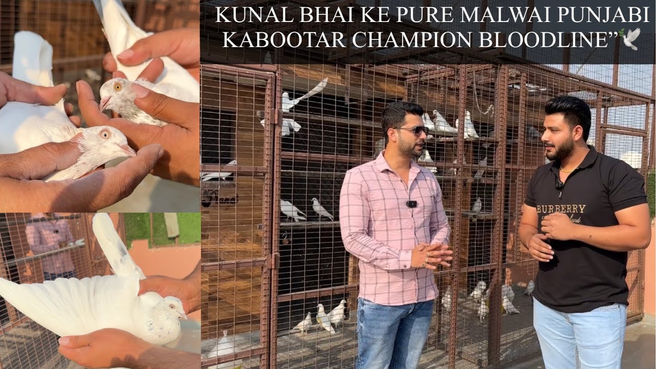 @KUNALSANIMALPLANET BHAI KE PUNJABI MALWAI KABOOTAR CHAMPION BLOODLINE”||