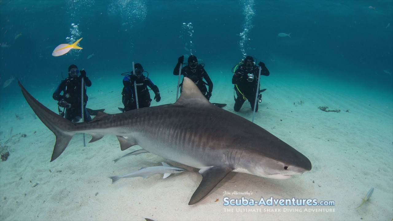 Shark Diving - Jim Abernethy - Skipper's Review TV