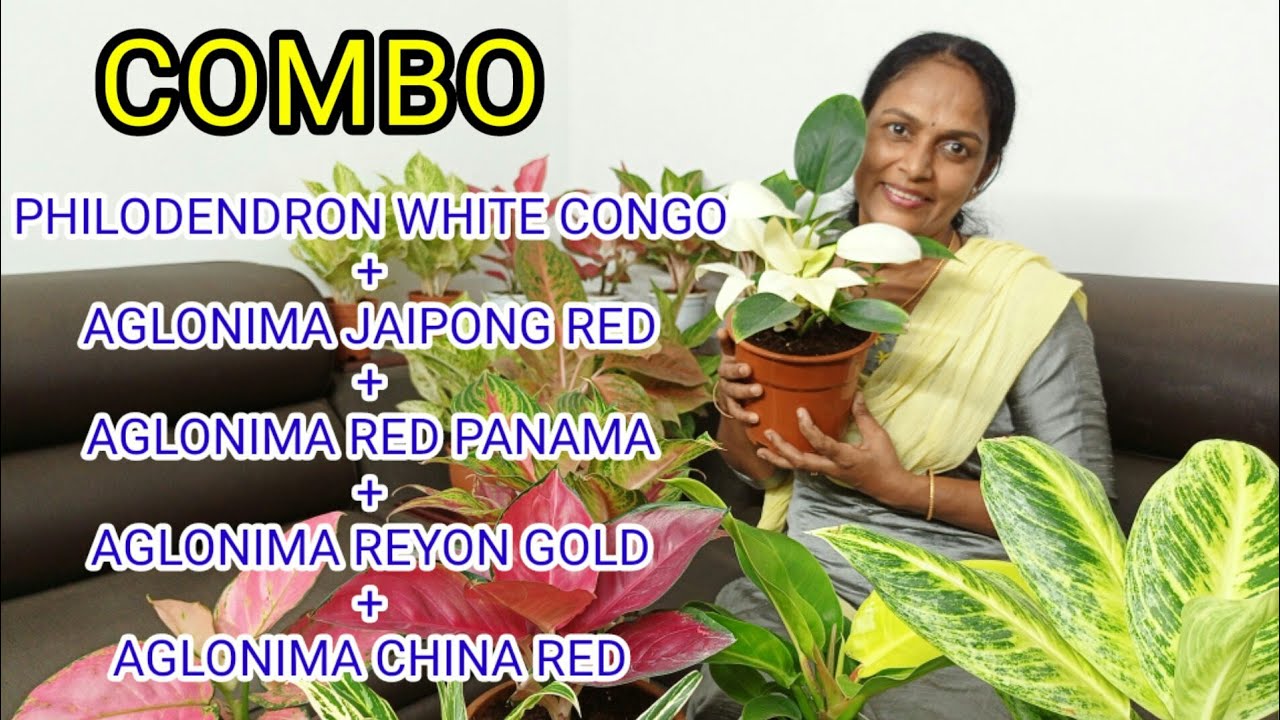 INDOOR PLANTS/PHILADENDRON WHITE CONGO/AGLONIMA JAIPONG RED/PHILADENDRON MOONSHINE/ONLINE PLANTS