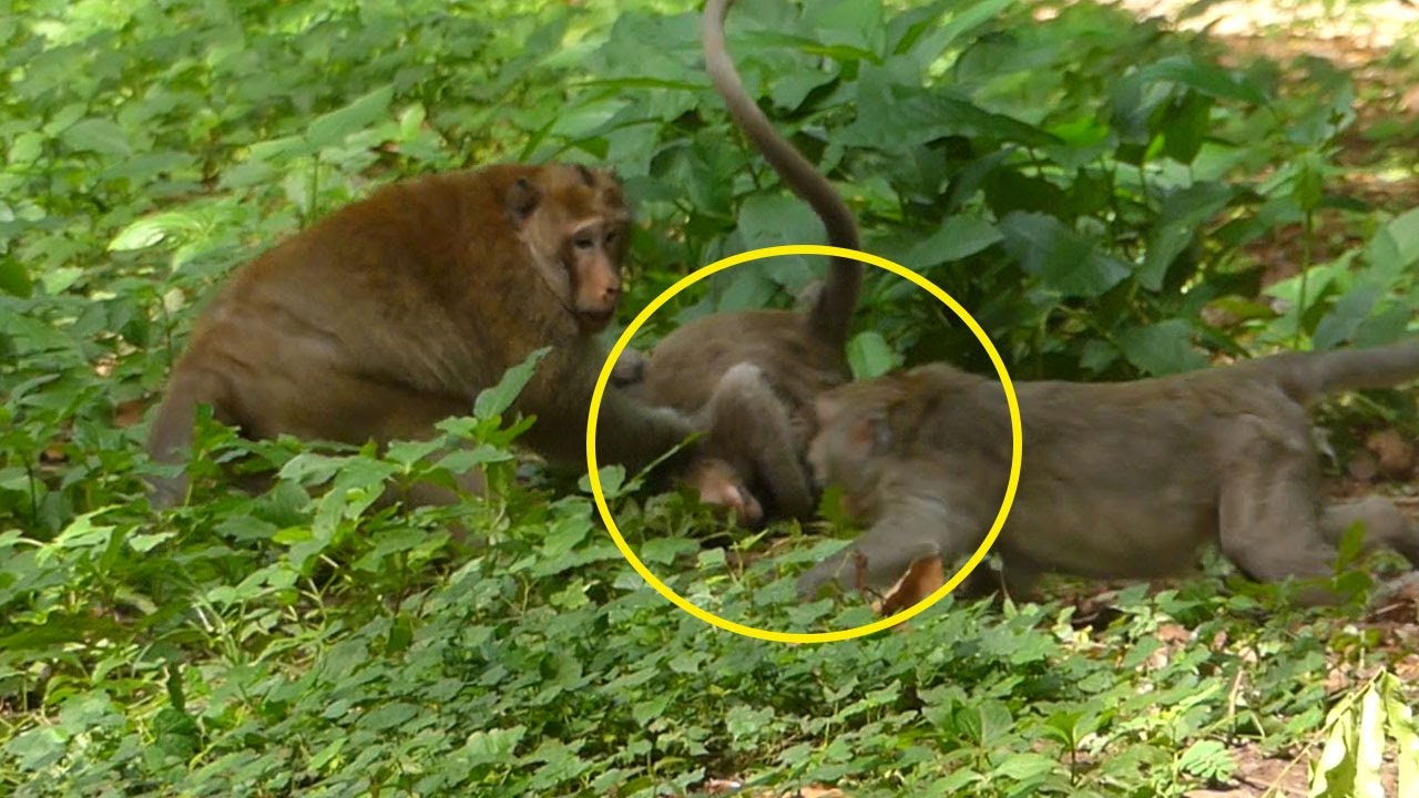 Oh God..Horribl Forcee Jade Monkey Run Around Mak To Rescue Julina While Stucke in Big Hand& Wishing