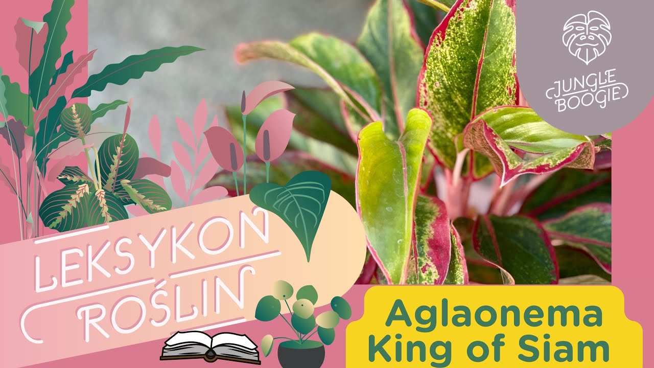 Aglaonema King of Siam - roślina o czerwonych liściach - jak pielęgnować i podlewać tę aglaonemę
