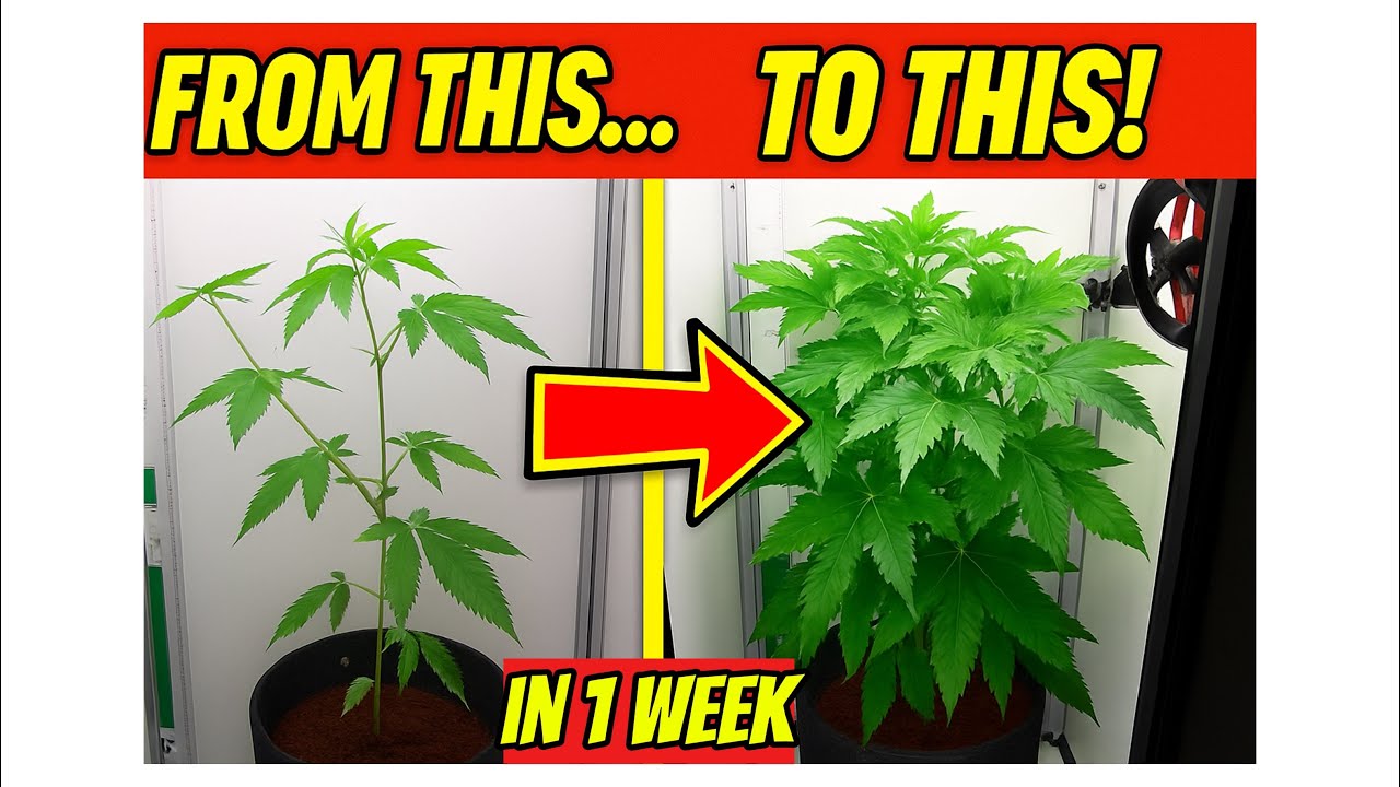 Grow Journal : Topping & Supercropping Cannabis In The VGrow Automated Grow Box (Bigger Yields)
