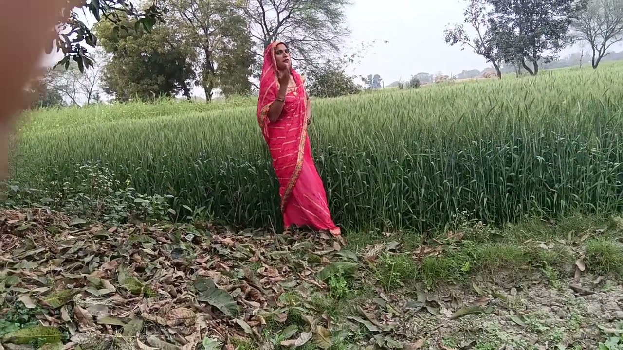 गेहूं पकने वाला है#