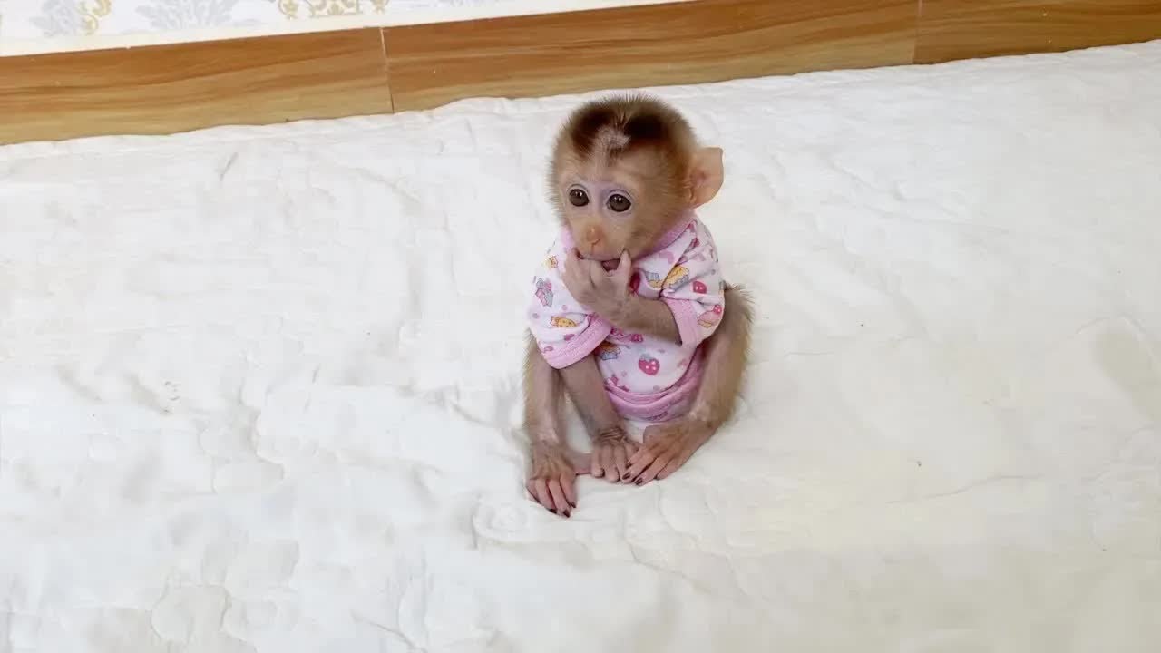 Poor BB DAM Sit Stare Very Hope Mom Take Milk For Him