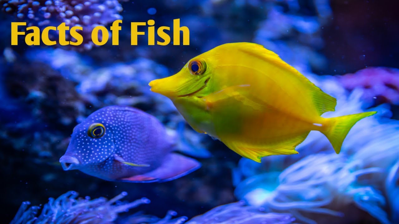 Amazing facts of fish/ Facts of fish for kids/ Educational video for kids.Kidz BuzyBee