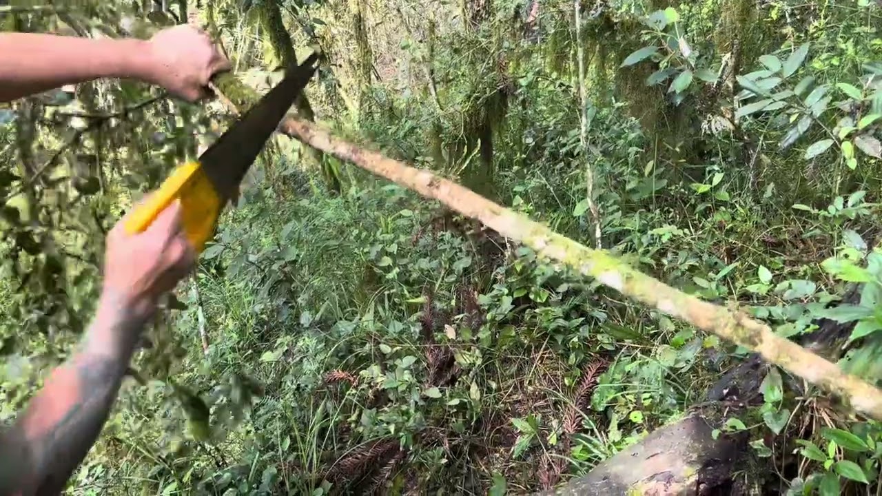 Berimbau … Catando a verga no mato.
