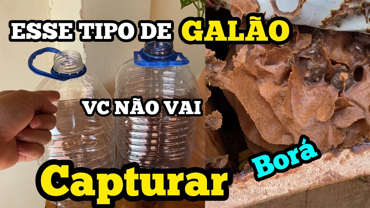 COM ESSE GALÃO VOCÊ NÃO VAI CAPTURAR BORÁ…
