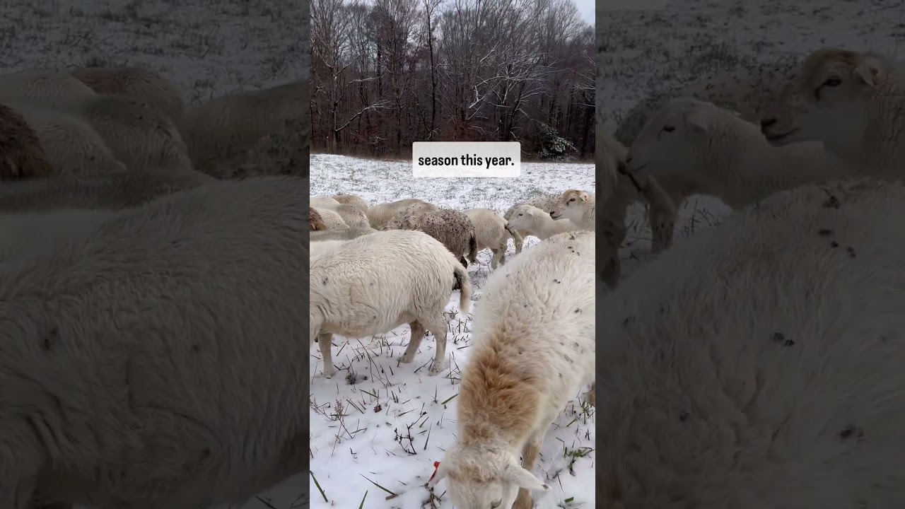 Sheep Grazing in the Snow