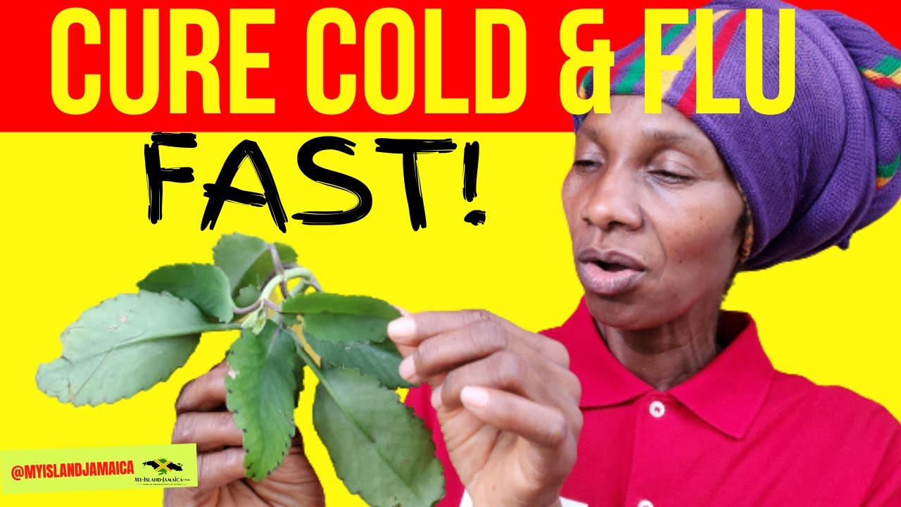 Beat COLD AND FLU with these 7 POWERFUL Herbs! 🇯🇲