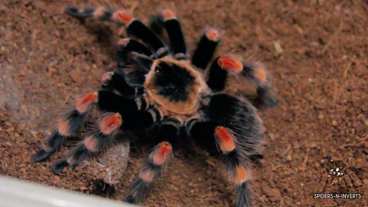 Tarantula Feeding: Brachypelma smithi (Mexican Red Knee): Spiders-N-Inverts #33