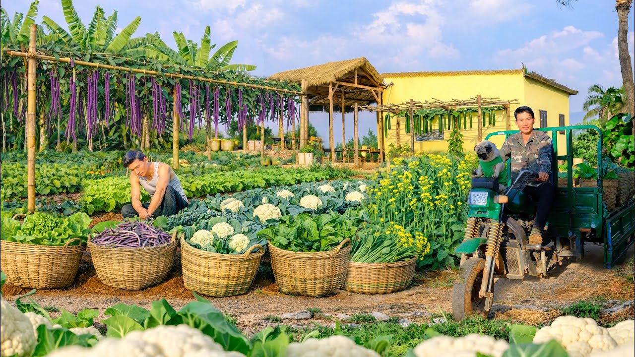 Harvests Cauliflower, Bitter Mustard, Lettuce, Yardlong Beans... Sell At Market And Cook - Garden