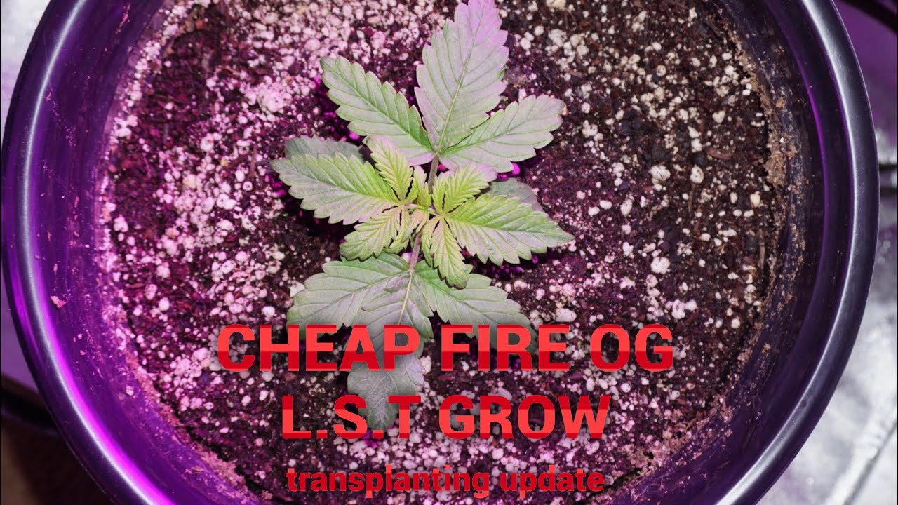 Transplanting the cheap indoor fire og LST Grow