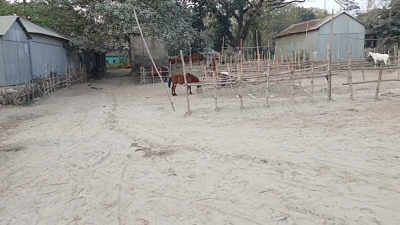 ঘূনিপাড়া হাট। টাঙ্গাইল।