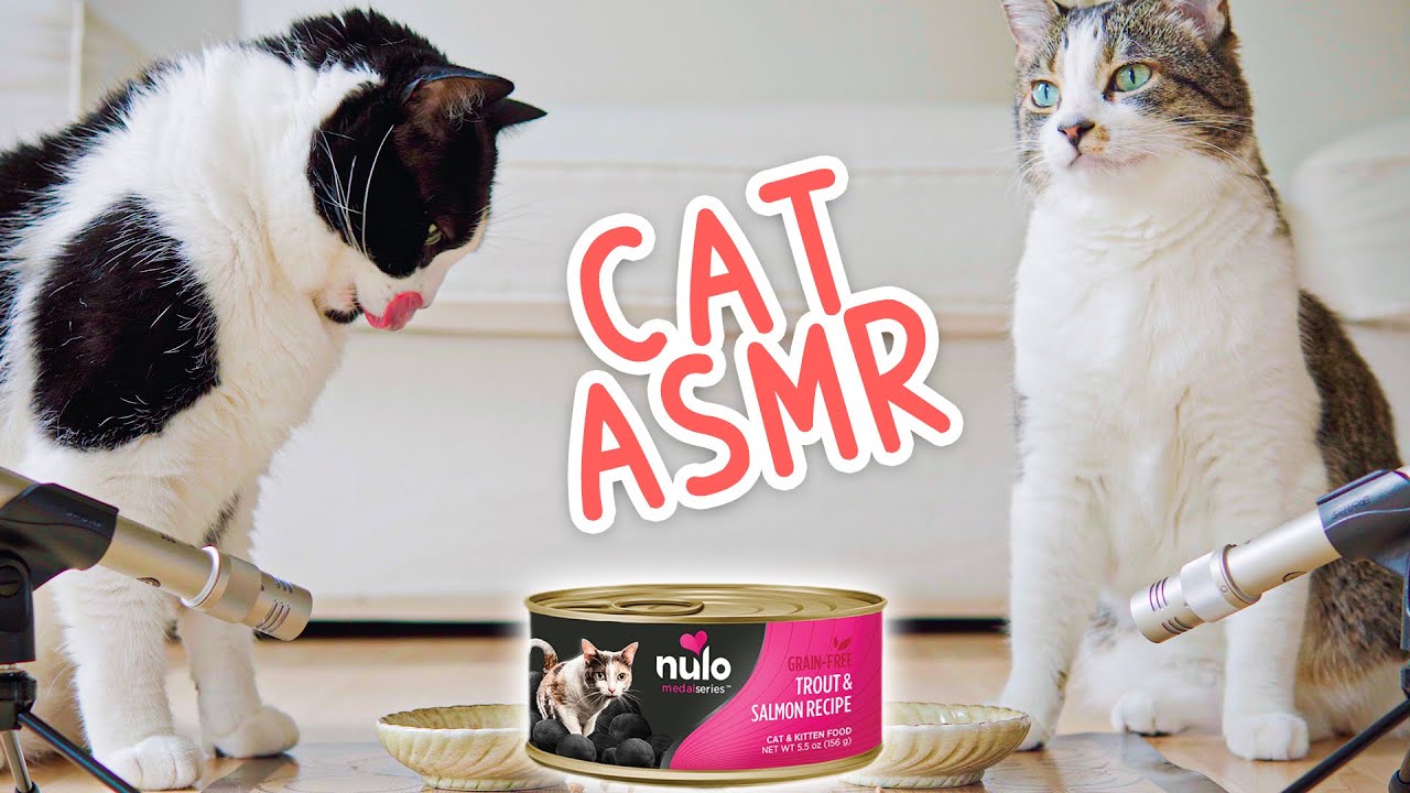 🎧 ASMR Cats eat wet food | Nulo MedalSeries Trout & Salmon Recipe