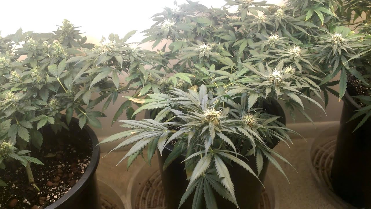 Critical Sensi Star Week 14 Week 7 Flower.mp4
