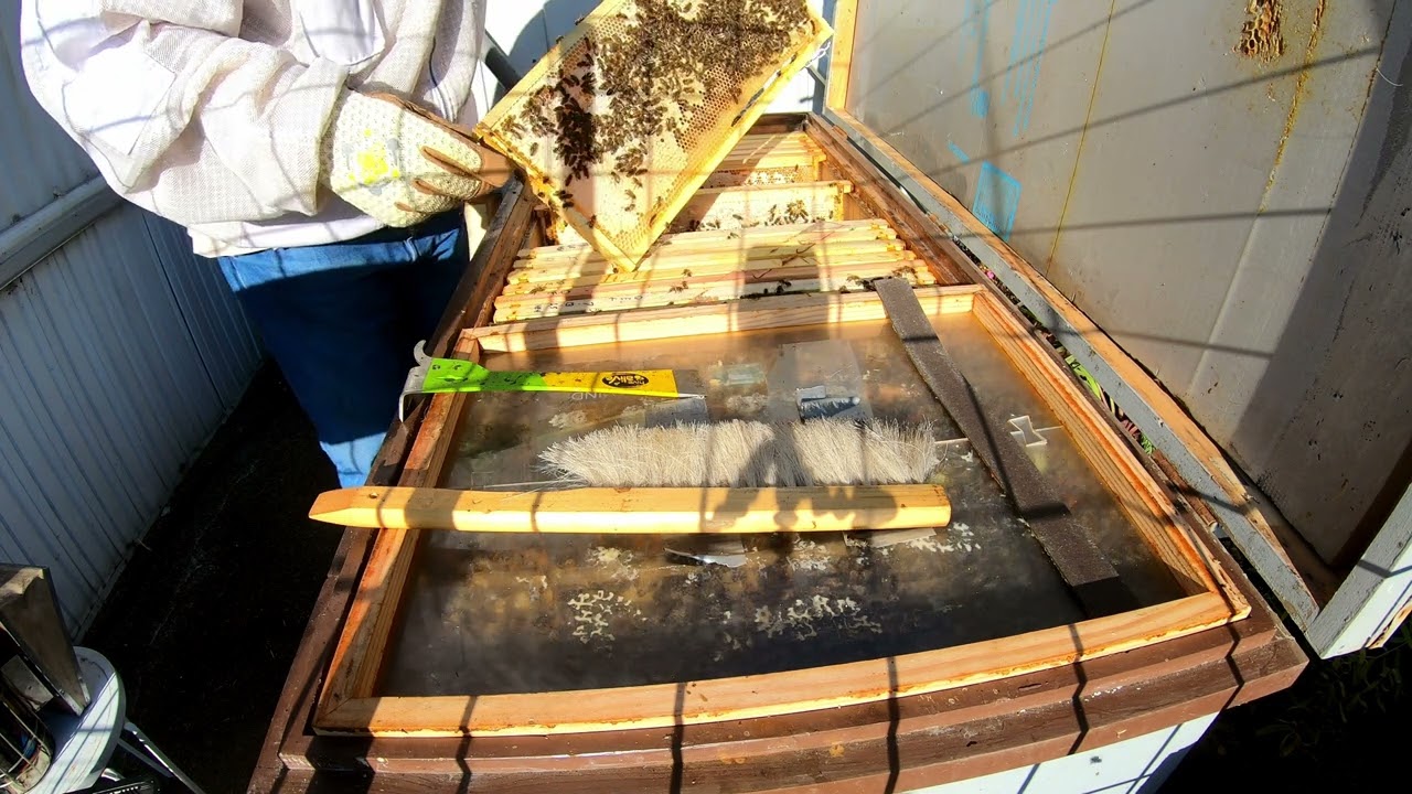 7-28-25 Full Hive Inspection #94