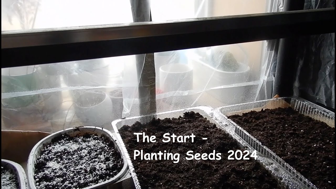 The Start - Planting Seeds 2024