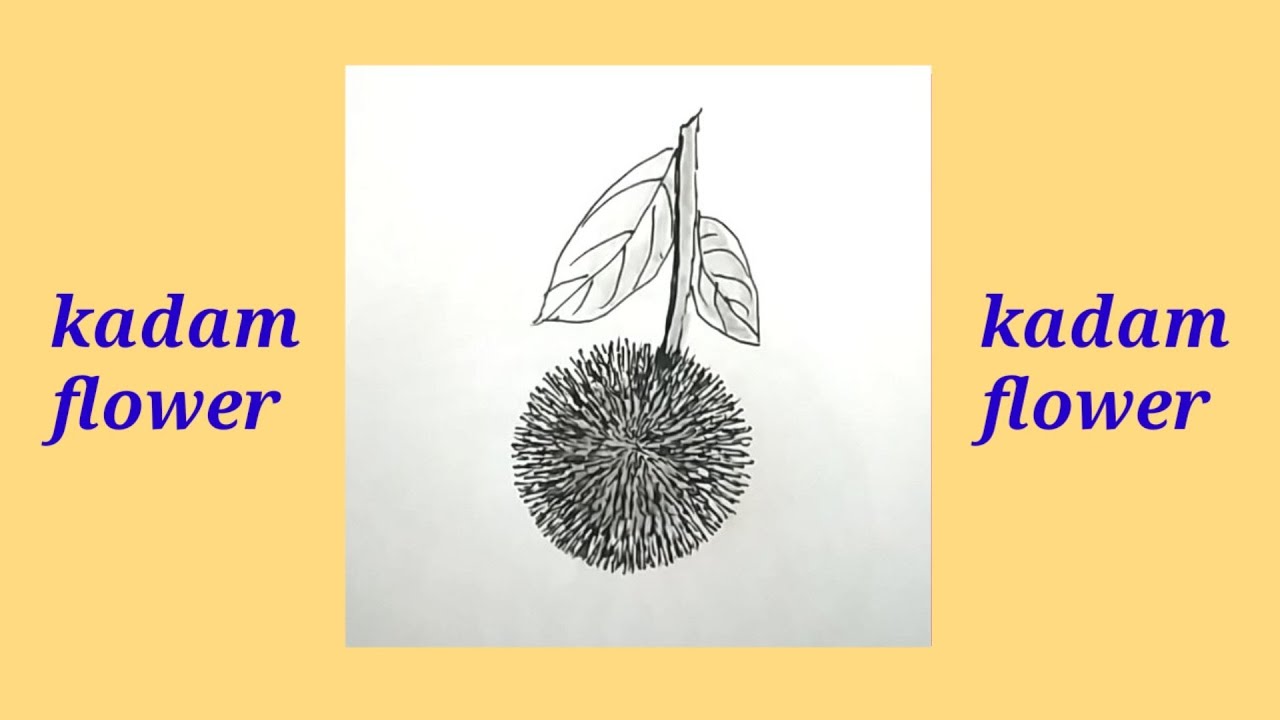 How to draw kadam flower|how to draw kadam flower easy|#pencilsketch  #kadam #byzeet art